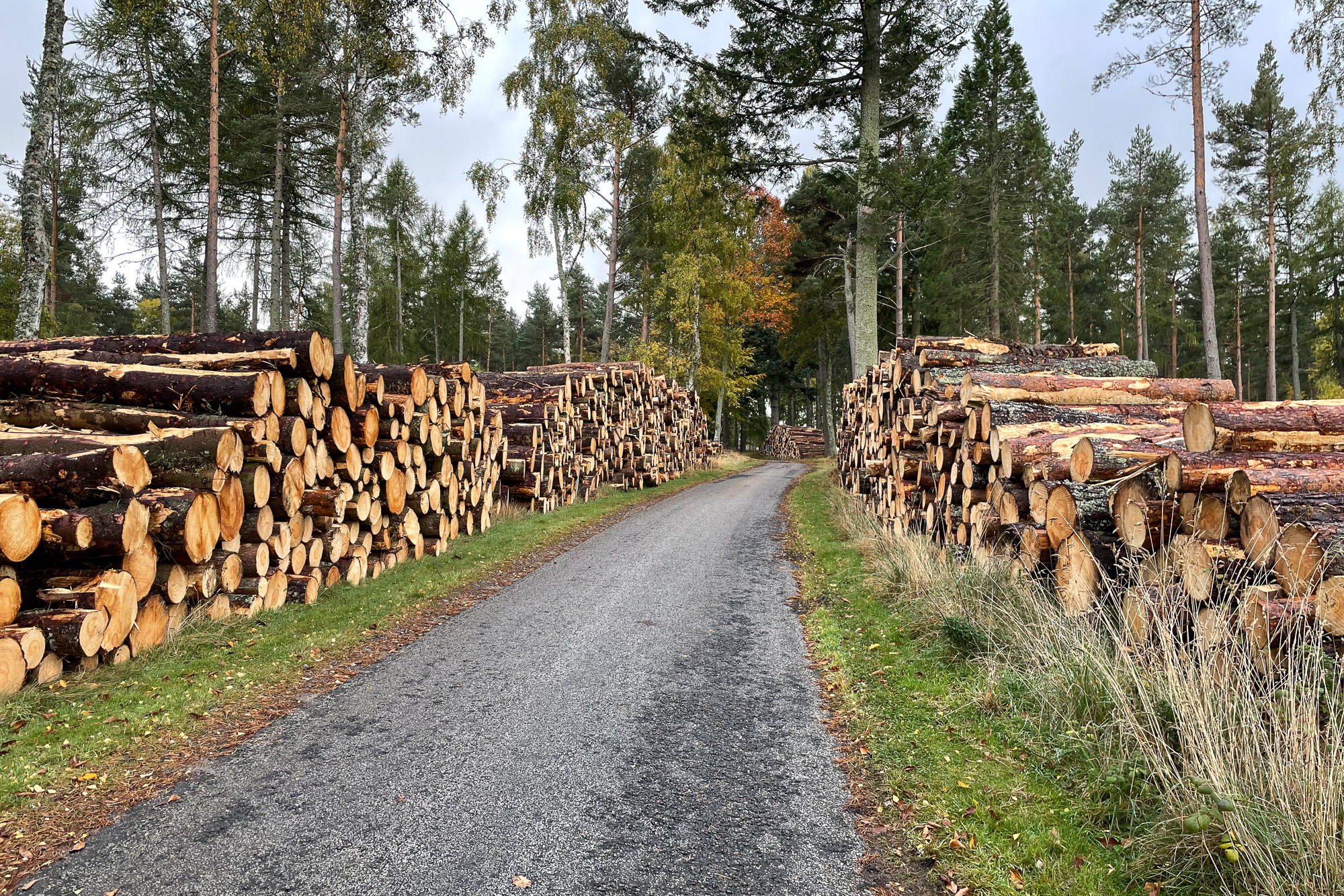 Alastrean timber for The MacRobert Trust biomass Photo of timber from the Alastrean woodlands on The MacRobert Trust estate powering the biomass for Douneside House
