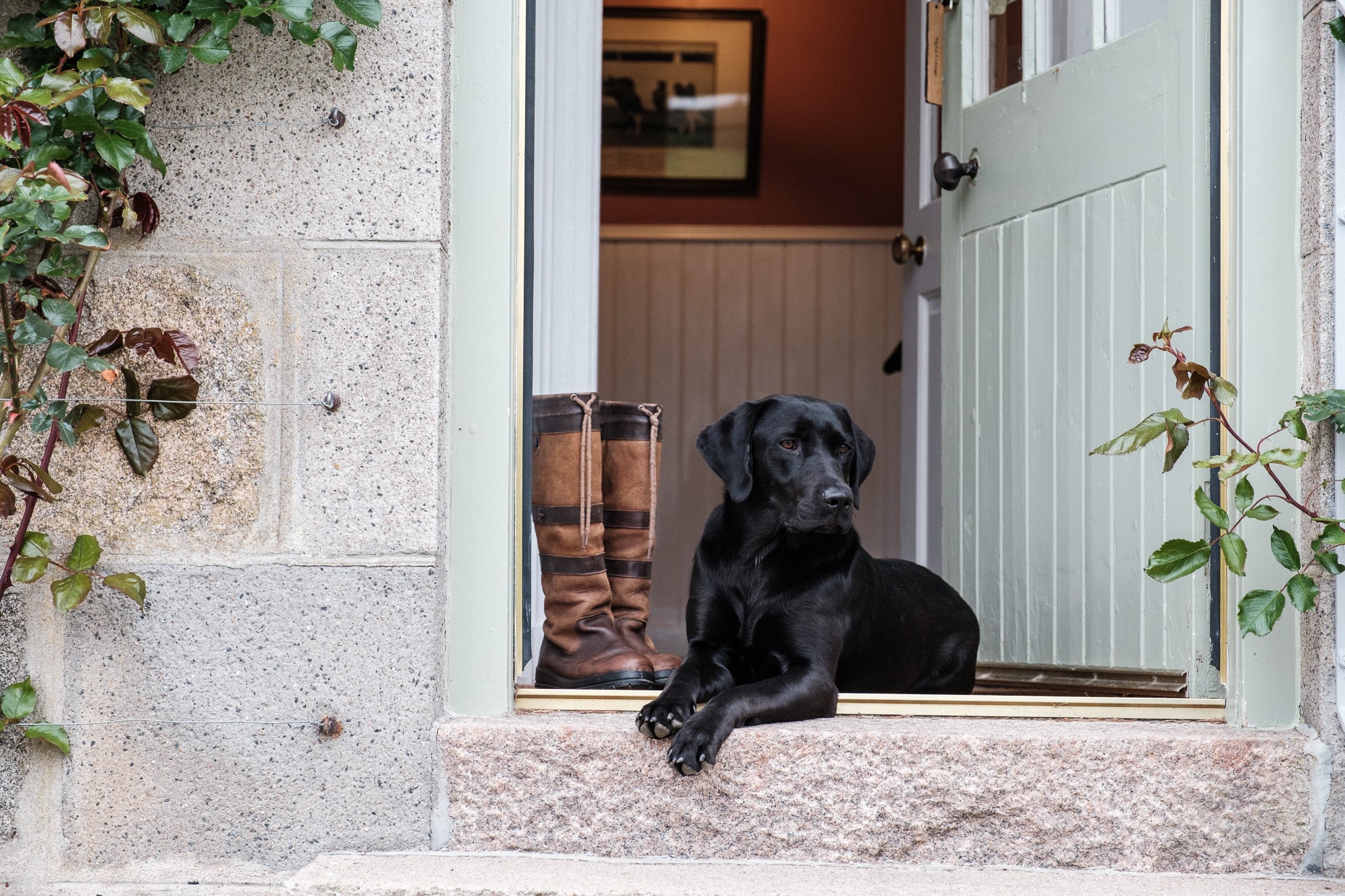 Black Lab at steps Dog sitting on steps outside Alpha Cottage at DOuneside Estate
