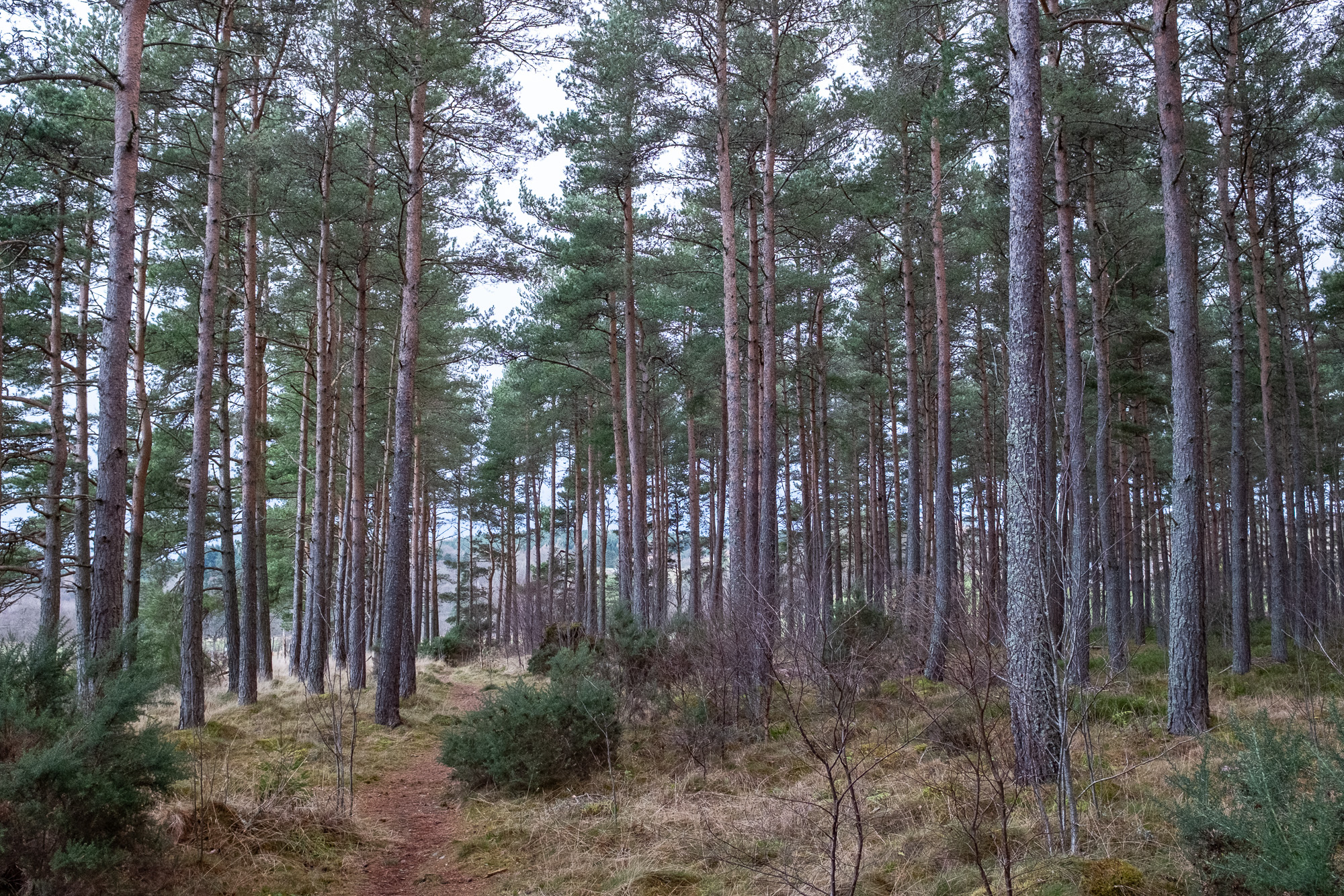 Caledonian Pine Forest Ancient Caledonian pine forest in Royal Deeside, Aberdeenshire, with native Scots pine woodland and a peaceful woodland trail.