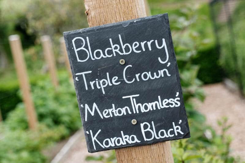 Chalboard Sign with fruit A sign saying blackberry, triple crown merlon thornless and karaka black in the Douneside Gardens
