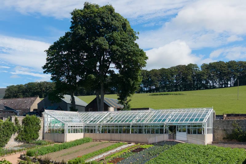 Mature tree beside the glasshouse and walled garden at Douneside House