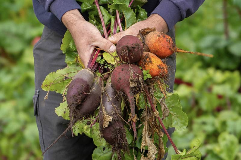 Holding Veg from Douneside Garden