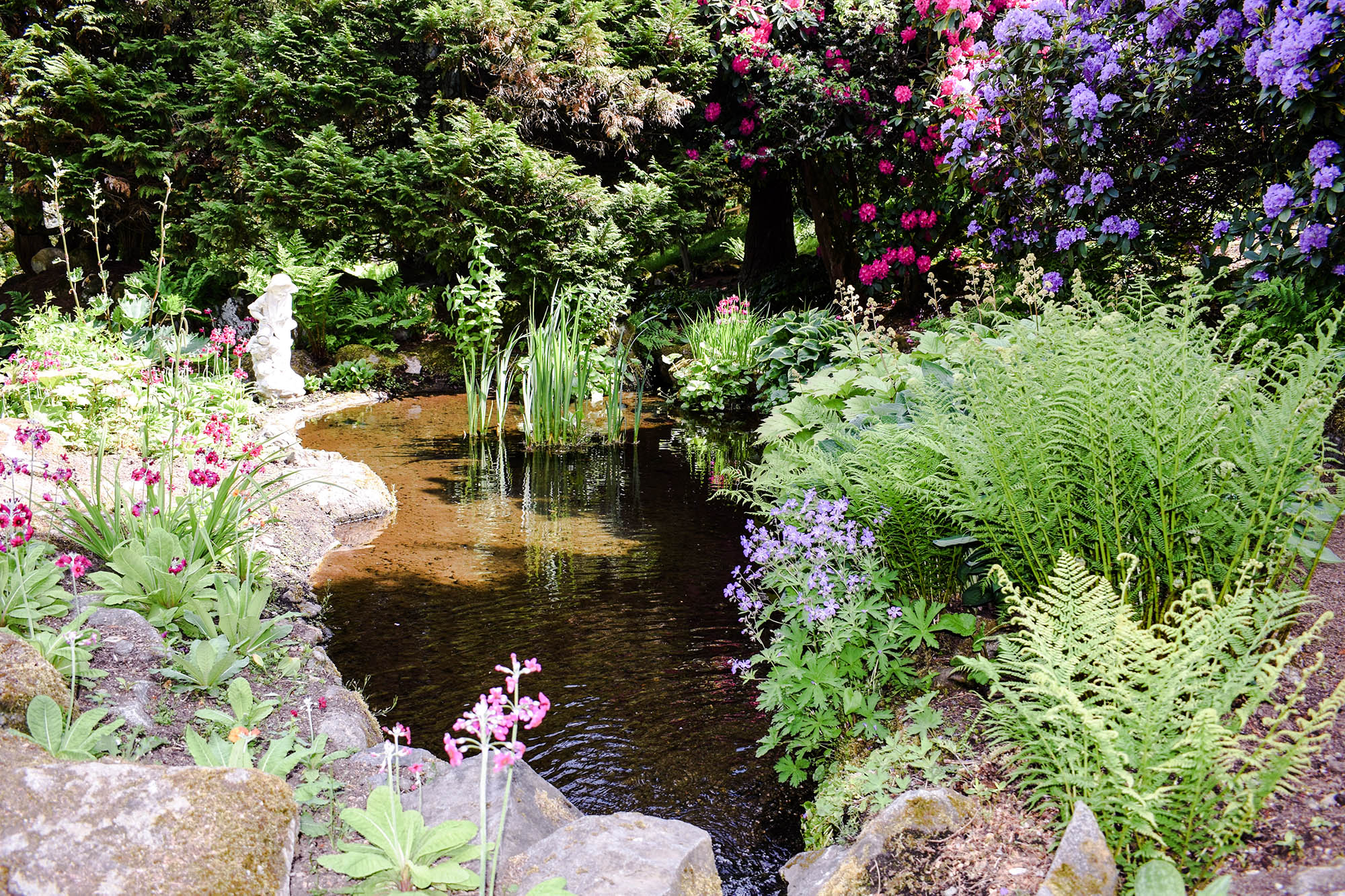 Douneside house rock pool with Golden Marsh Marigolds and Primula