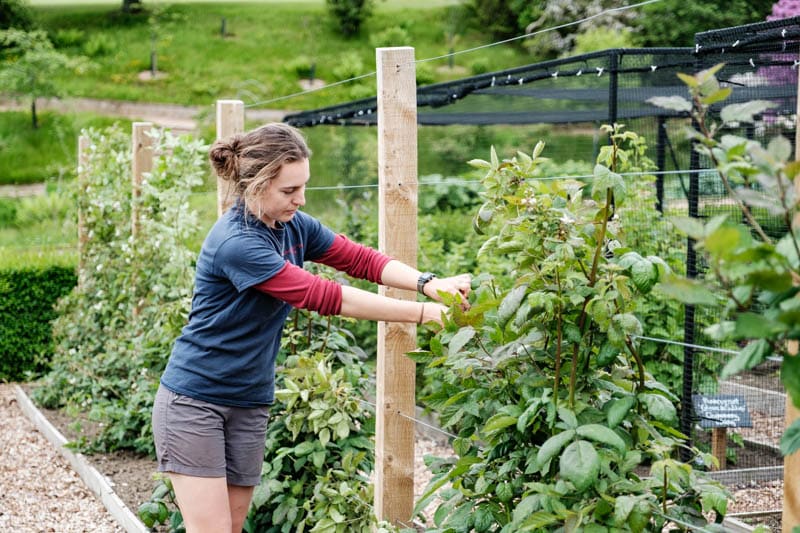 Picking fruit in DOuneside Gardens Trainee picking fruit in the Douneside gardens