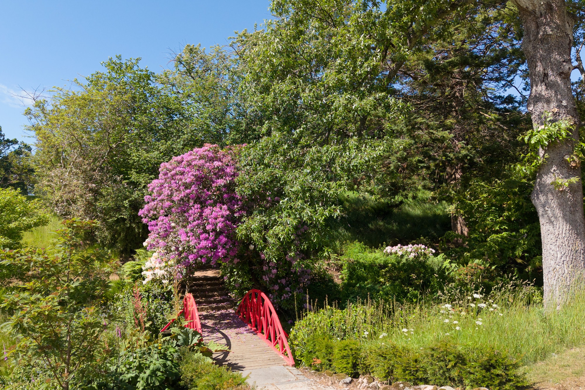 A red footbridge over Douneside House stream in the gardnes on a summers day