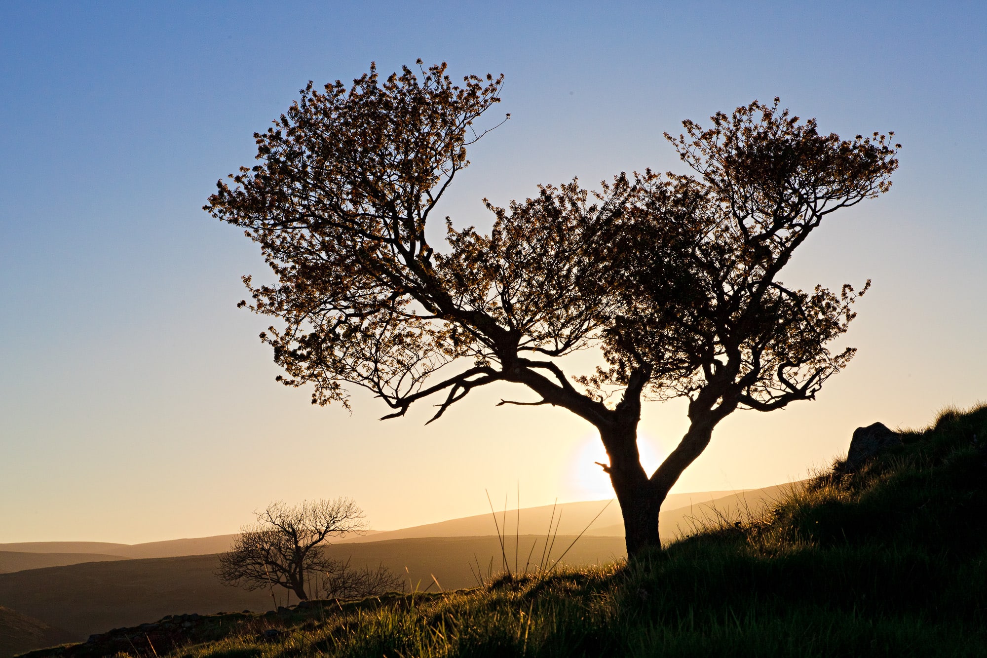 Silhoutte of a tree at Cairn O' Mount A silhouette of a tree backlit on the Cairn O'Mount