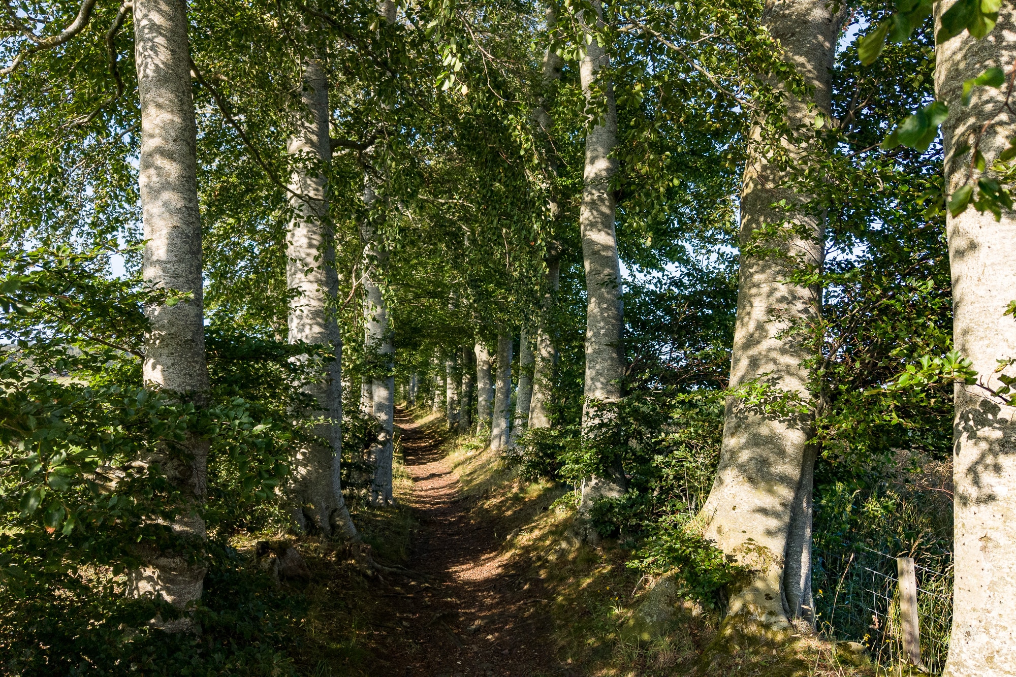 A Beech tree walk on the grounds of Douneside House