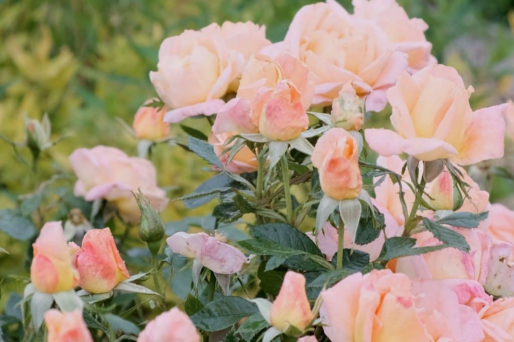 The Lady MacRobert Rose in the Douneside Gardens.