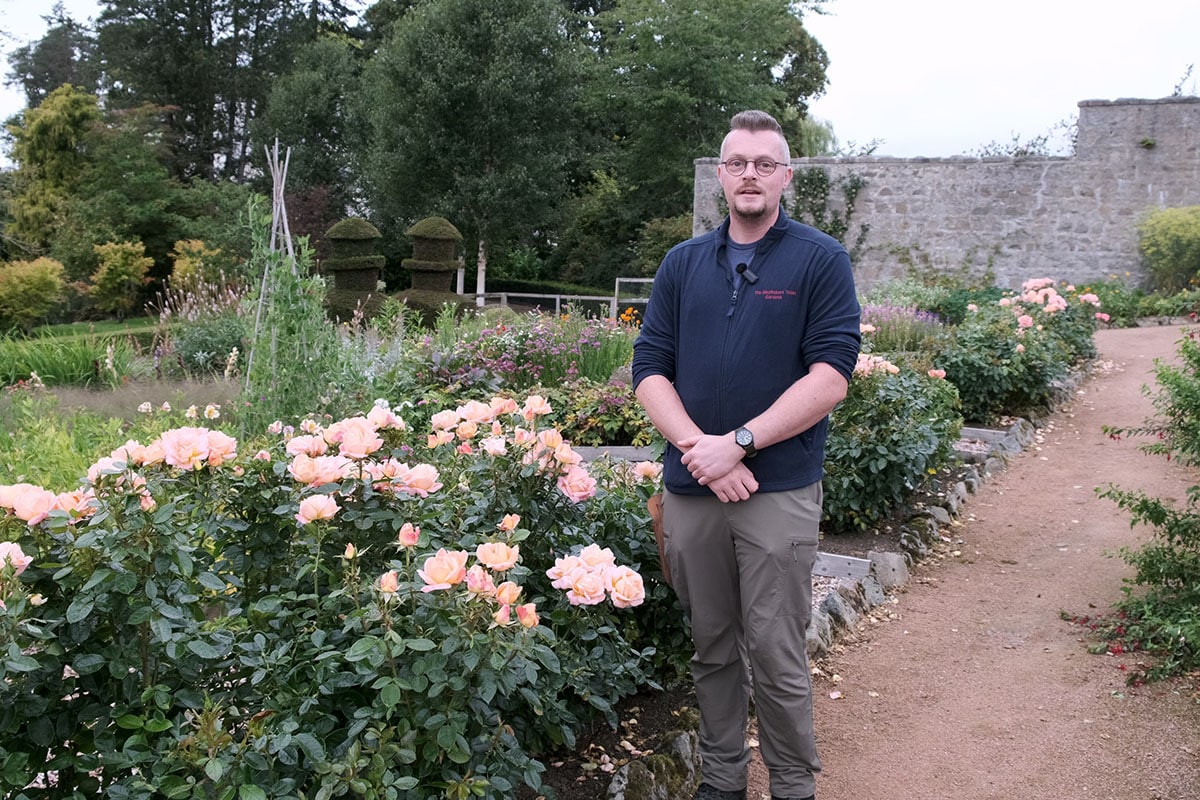 A Rose with a Story: The Lady MacRobert Rose at Douneside