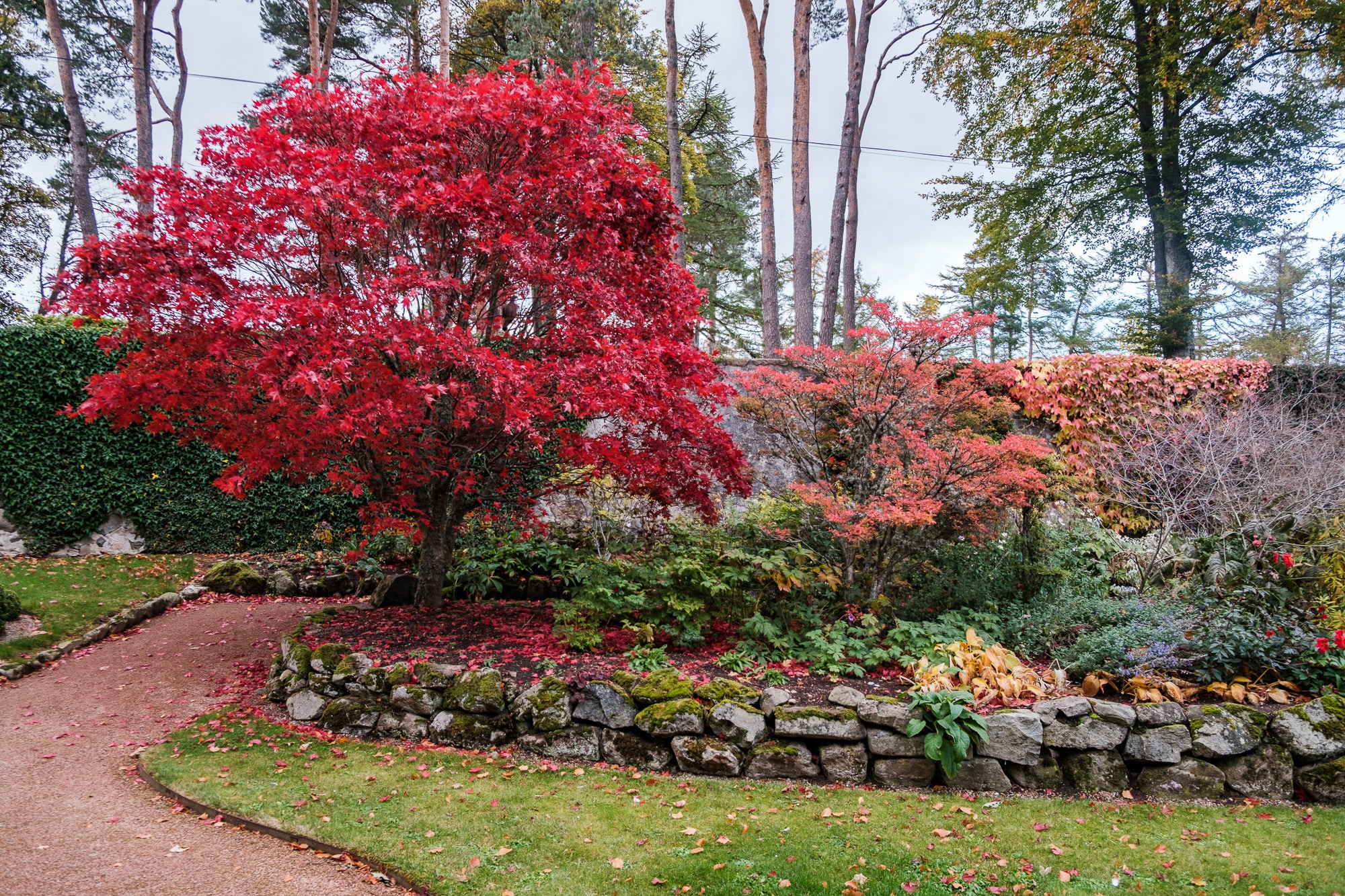 Autumn Colours in Douneside House Gardens As autumn settles softly at Douneside