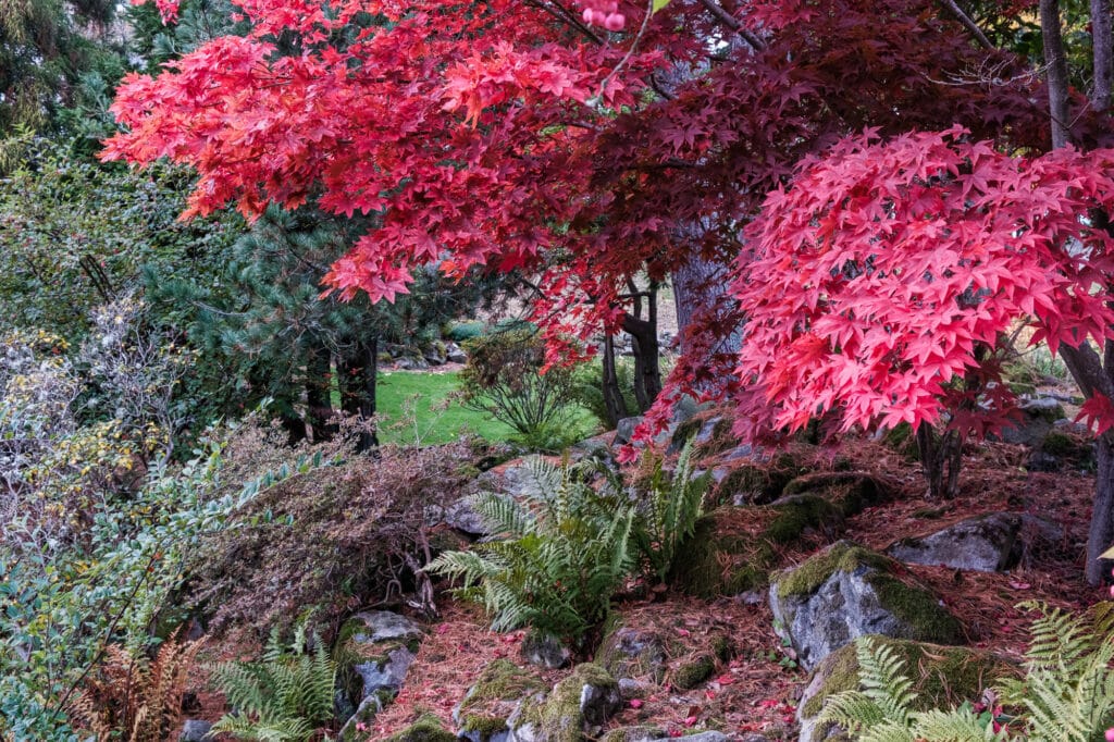 Autumn at Douneside